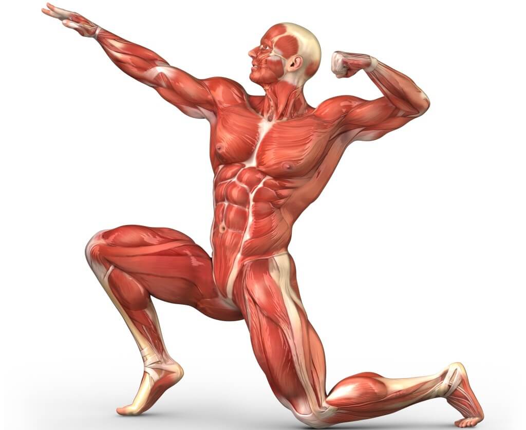 muscle system